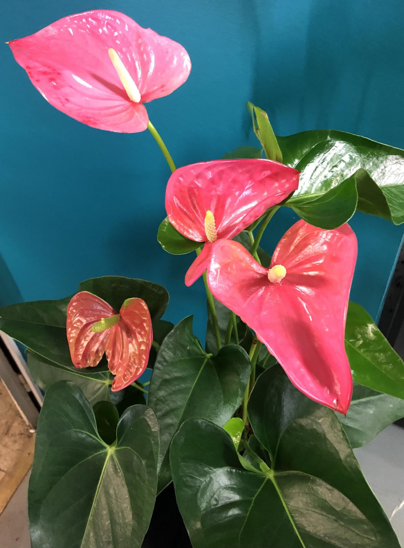 Anthurium