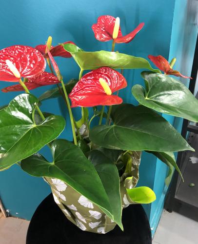 Anthurium
