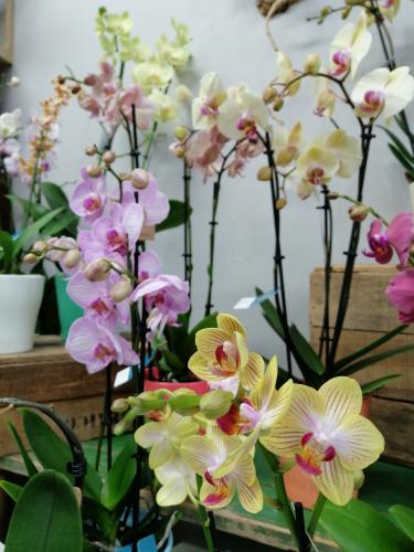 Orchidées
