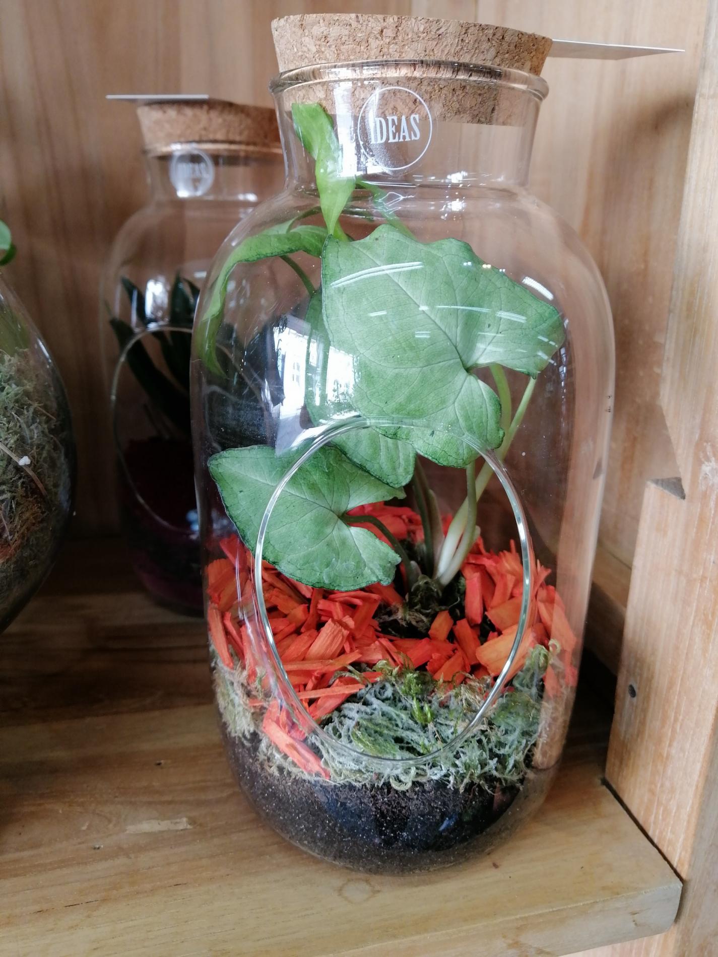 Terrariums