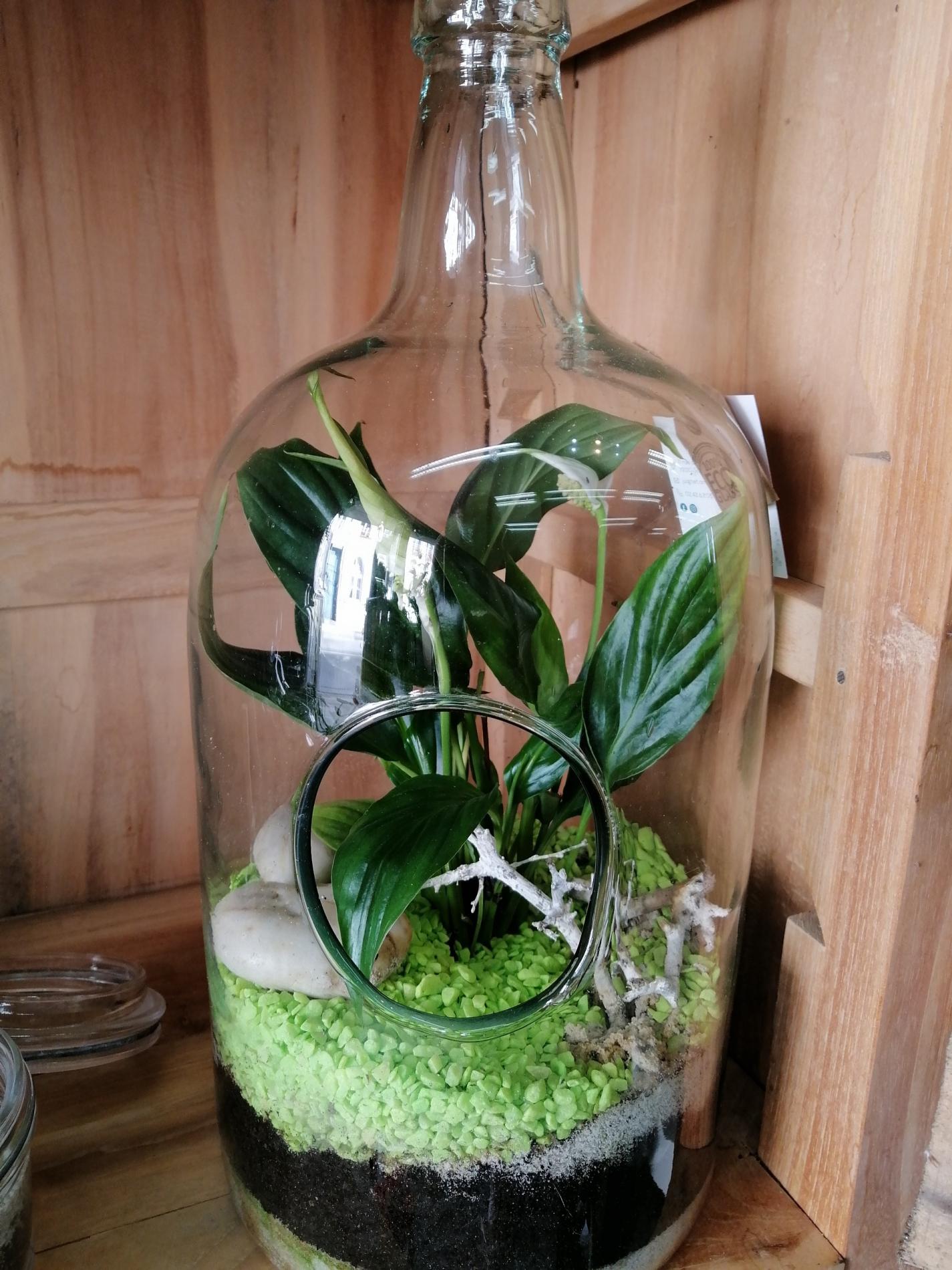 Terrariums